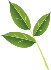 Green Leaf Illustration