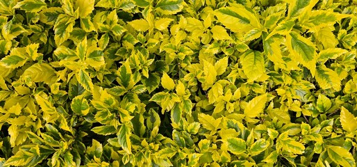 green grass background