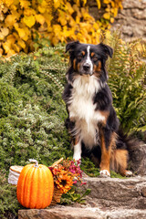 Attentive Australian Shepherd dog sitting on rustic stone steps in an autumn garden beside an orange pumpkin and basket of flowers, surrounded by colorful foliage and greenery