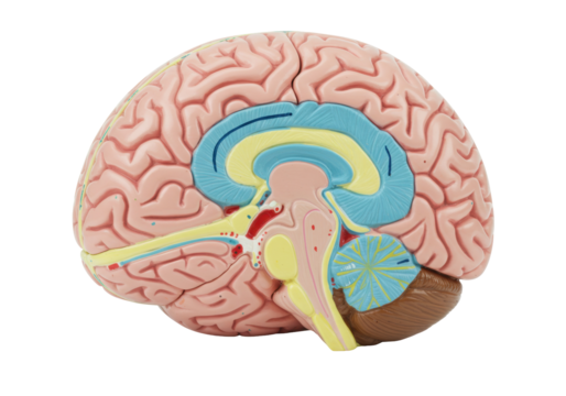 Human brain model isolated, anatomical representation of the central nervous system for medical education and study