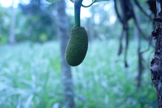 Young jackfruit hanging from the jackfruit tree. The scientific name of jackfruit is Artocarpus heterophyllus. 
