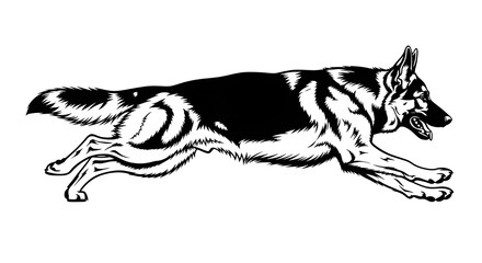 Fototapeta premium Dynamic German Shepherd in full stride, showcasing powerful movement and alert expression, perfect for sports or security themes