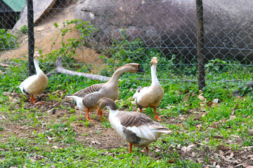Group of geese grazing on green grass inside a fenced farm area on a sunny day.