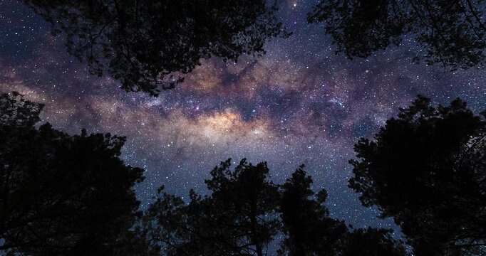 Looking up at the sky on Milky Way from forest. Timelapse shot, Earth rotation concept. Camera is moving top. Wide angle lens shot