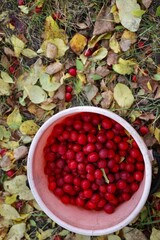 Autumn time and picking red lich in a pink bucket.
