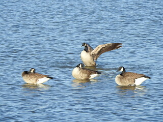 Canadian geese enjoying a beautiful day, within the wetland waters, of the Edwin B. Forsythe National Wildlife Refuge, Galloway, New Jersey.