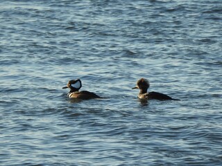 A pair of hooded merganser ducks, male and female, swimming within the wetland waters of the Edwin B. Forsythe National Wildlife Refuge, Galloway, New Jersey.  