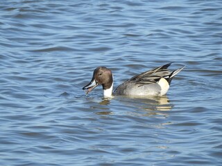 A male, northern pintail duck, swimming within the wetland waters of the Edwin B. Forsythe National Wildlife Refuge, Galloway, New Jersey.