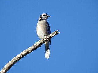 A blue jay, perched on a branch, under a blue sky. Edwin B. Forsythe National Wildlife Refuge, Galloway, New Jersey.
