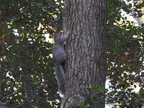 Eastern gray squirrel, living within the woodland forest of the Edwin B. Forsythe National Wildlife Refuge, Galloway, New Jersey. 