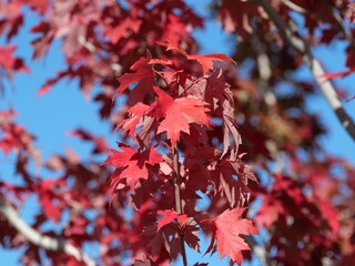 Vivid Red Autumn Leaves of Autumn Blaze Maple (Acer × freemanii 'Jeffersred') Against Blue Sky, Colorado