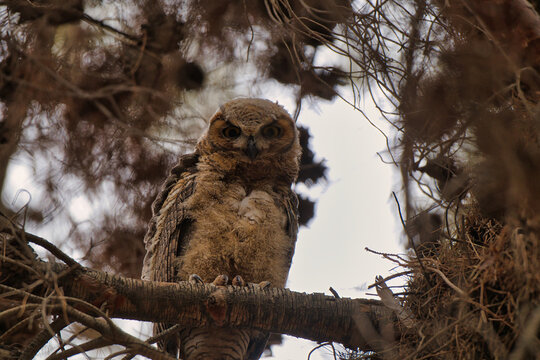 Juvenile Great Horned Owl Perched on Branch.A young great horned owl perches on a forest branch, displaying soft brown feathers, sharp eyes, and calm strength in natural light, capturing the quiet int