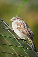 House Sparrow (Passer domesticus) perched on the mesh with soft green background — common bird species in the Czech Republic.