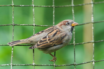 House Sparrow (Passer domesticus) perched on the mesh with soft green background — common bird species in the Czech Republic.