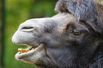 Bactrian camel (Camelus bactrianus) funny close-up portrait with open mouth. Zoo Zlin Lesna in Czech republic.