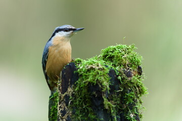 Eurasian Nuthatch (Sitta europaea) perched on an old mossy stump — common bird species in the Czech Republic