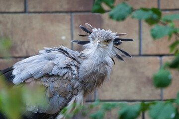 Secretary Bird (Sagittarius serpentarius) — adult standing alert in grassy enclosure, a captive animal. Zoo Zlin Lesna in Czech republic.