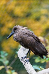 Hamerkop (Scopus umbretta) — adult bird perched on branch in front of autumn foliage, a captive animal. Zoo Zlin Lesna in Czech republic.
