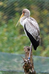 Stork in zoo, probably Yellow-billed Stork (Mycteria ibis) perched on a dry branch, captive animal. Zoo Zlin Lesna in Czech republic.