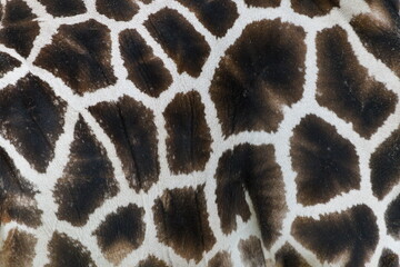 Giraffe (Giraffa camelopardalis) close-up showing detailed skin pattern — captive animal