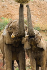 Two African elephants (Loxodonta africana) feeding together with trunks raised. Zoo Lesna Zlin in Czech republic.