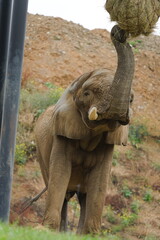 African elephant (Loxodonta africana) feeding with trunk raised. Zoo Lesna Zlin in Czech republic.  © czjonyyy