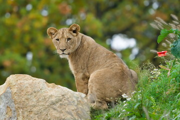 Obraz premium Lion (Panthera leo) juvenile resting on a rock — captive animal. Close-up portrait. Zoo Zlin Lesna in Czech republic.
