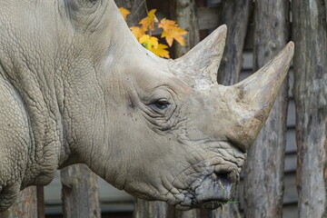 White rhinoceros (Ceratotherium simum) close-up head portrait. Zoo Zlin Lesna in Czech republic.