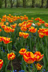 Darwin-hybrid red and yellow  tulips