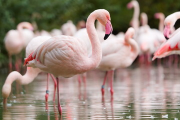 Greater flamingo (Phoenicopterus roseus) standing in water. Zoo Lesna Zlin in Czech republic.
