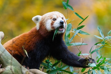 Red panda (Ailurus fulgens) eating bamboo leaves with open mouth in autumn light in ZOO Lesna Zlin in Czech republic. Endangered spicies.