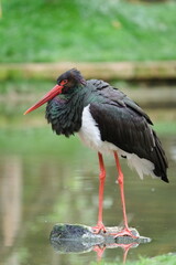 Black Stork (Ciconia nigra) standing on a rock by a pond. Rare species in the wild in the Czech Republic. Zoo Lesna Zlin in Czech republic.