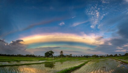 Fototapeta premium Iridescent cirrus clouds in a bright blue sky over rural rice fields in the daytime 
