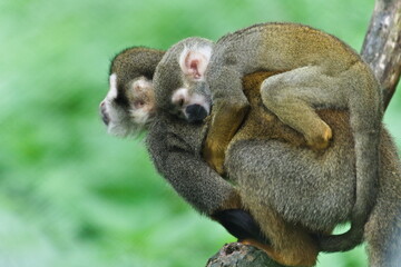 Common Squirrel Monkey (Saimiri sciureus) mother carrying her sleeping young — captive animals....
