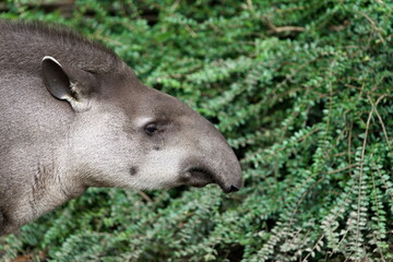 Lowland Tapir (Tapirus terrestris) close-up profile with dense green foliage in the background — a captive animal. Zoo Zlin Lesna in Czech republic.