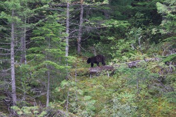 wild black bear in the forest, Canada