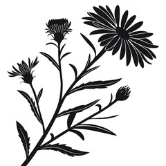 Elegant black silhouette of a blooming aster flower with buds and leaves