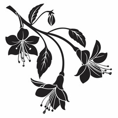 Elegant black silhouette of a fuchsia branch with delicate flowers and buds