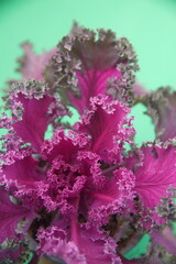 Naklejka premium Purple green ornamental curly Kale, or leaf cabbage, belongs to a group of cabbage (Brassica oleracea) cultivars grown for their edible leaves