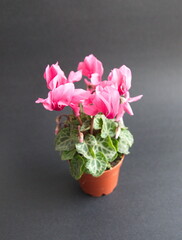 Pink flowers of Cyclamen persicum, the Persian cyclamen, is a species of flowering herbaceous perennial plant