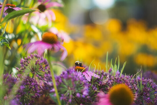 bee on a flower