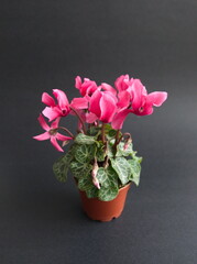 Pink flowers of Cyclamen persicum, the Persian cyclamen, is a species of flowering herbaceous perennial plant