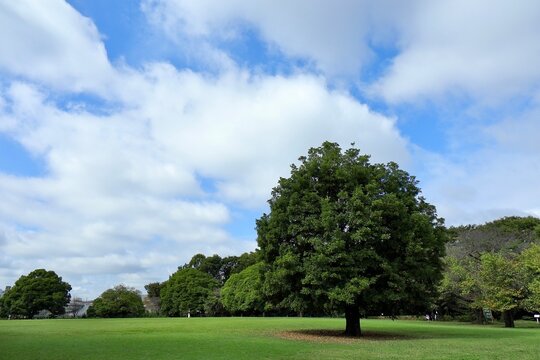 大きの木の下で　タブノキ（椨の木）　見沼グリーンセンター