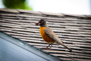 American Robin bird eating