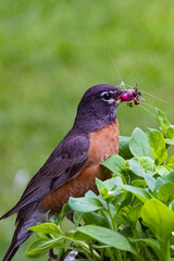 American Robin bird eating