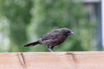random funny bird