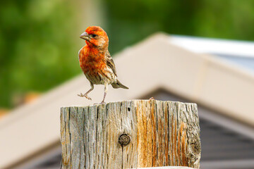 Rosefinch bird