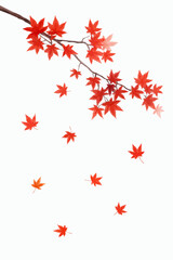 autumn leaves vector illustration