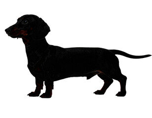 Playful Dachshund Looking Up Isolated on White Background