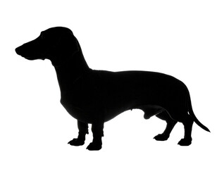 Playful Dachshund Looking Up Isolated on White Background